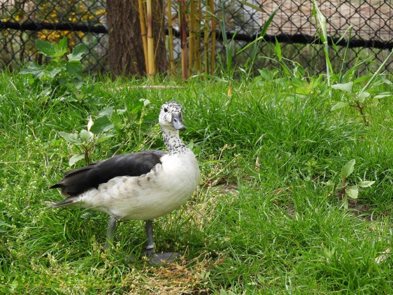 Canard à bosse