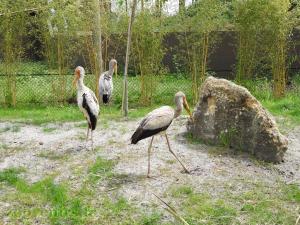 Tantale ibis