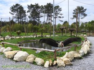 Marabout d'Afrique