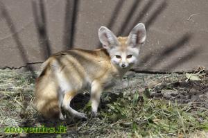 Fennec