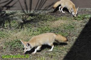 Fennec