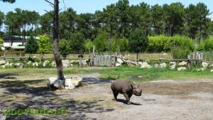 Rhinocéros noir mâle