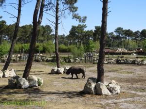 Rhinocéros noir mâle 