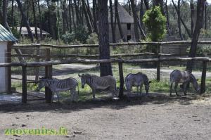 Zèbre de Grévy
