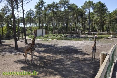 Girafe - Colobe guéréza -Zèbre de Grévy - 2017