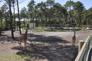 Girafe - Colobe guéréza -Zèbre de Grévy