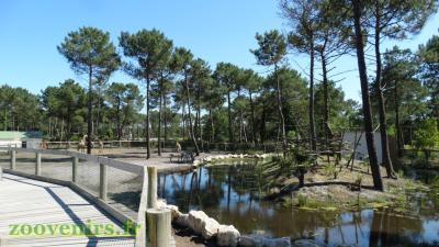 Colobe guéréza - 2017