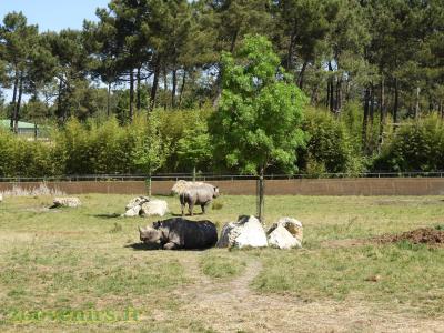 Rhinocéros noir - 2017