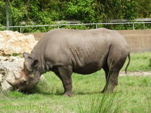 Rhinocéros noir 