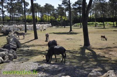 Plaine africaine - 2017