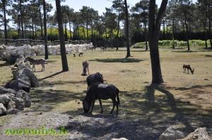 Plaine africaine