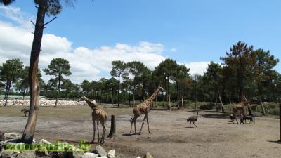 Plaine africaine - 2017