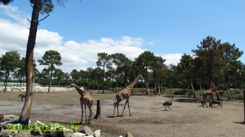 Plaine africaine