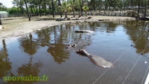 Hippopotame amphibie