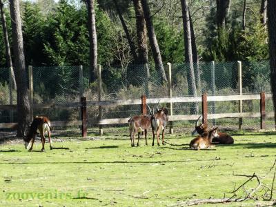 Hippotrague noir - 2017