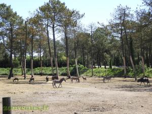Plaine africaine