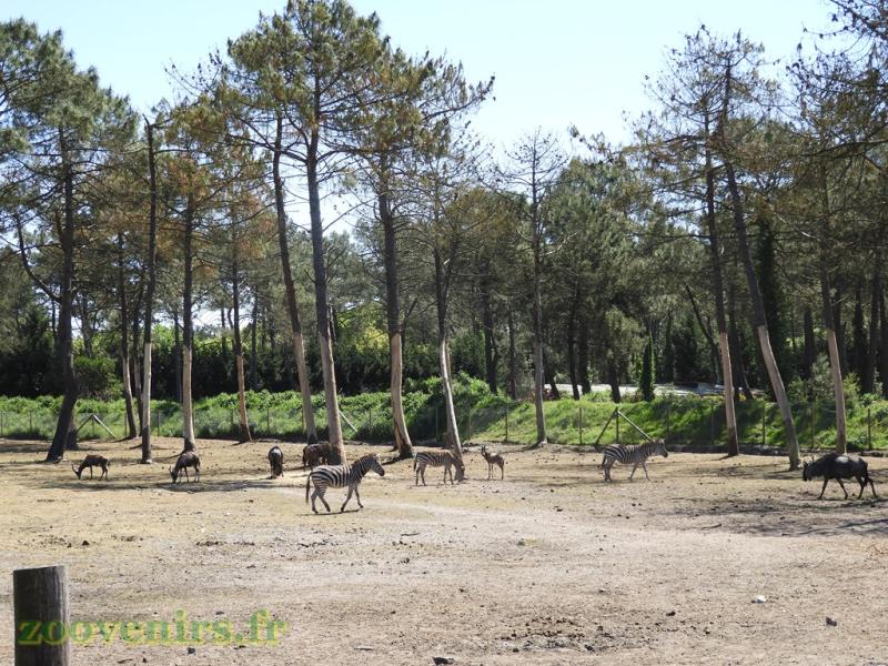 Plaine africaine