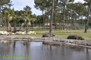 Hippopotame amphibie