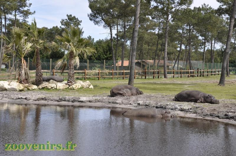 Hippopotame amphibie
