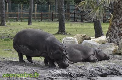 Hippopotame amphibie - 2017