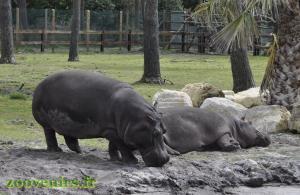 Hippopotame amphibie