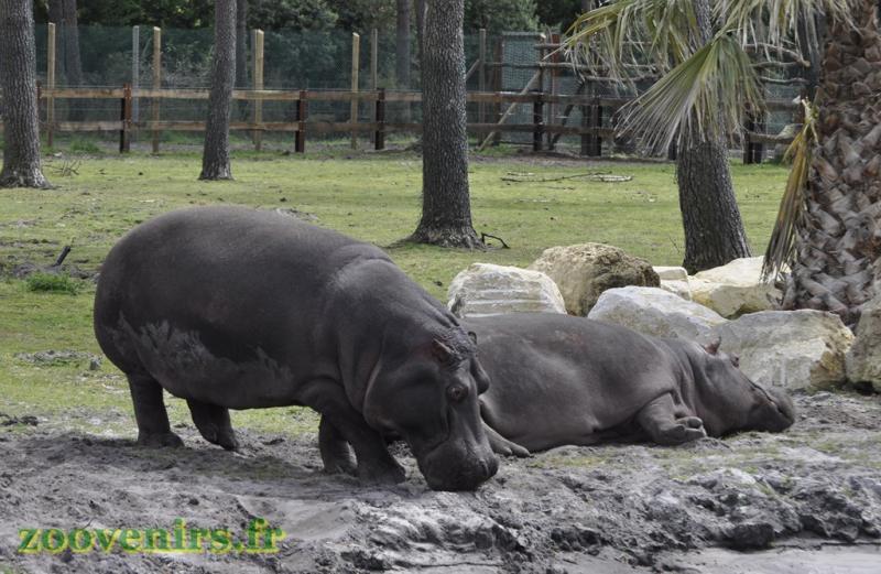 Hippopotame amphibie