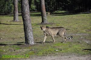 Guépard