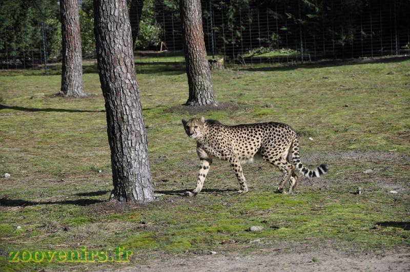 Guépard