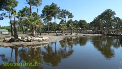 Hippopotame amphibie - Grand koudou - Hippotrague noir - 2017