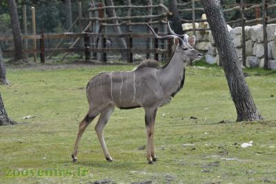 Grand-koudou - 2017