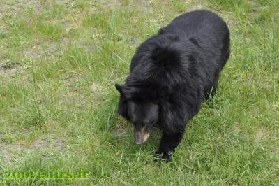 Ours à collier - 2017