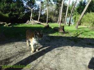 Tigre 