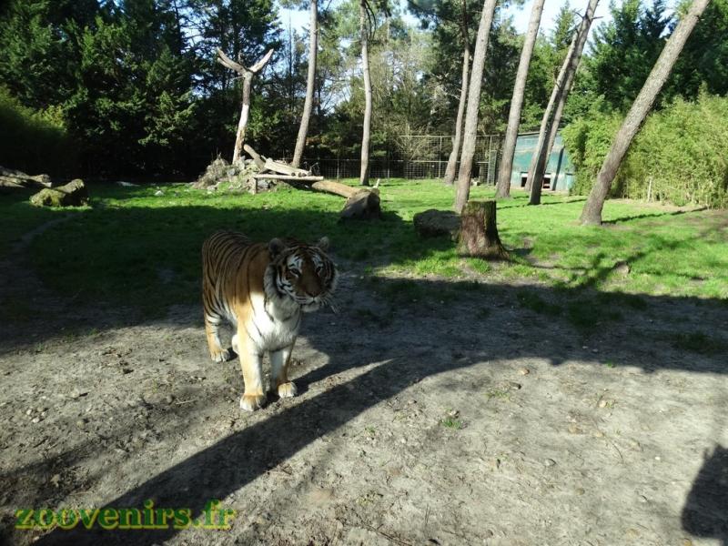 Tigre 