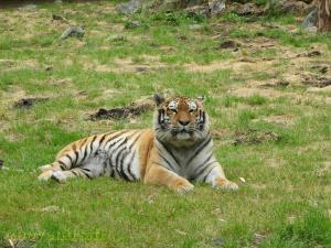 Tigre