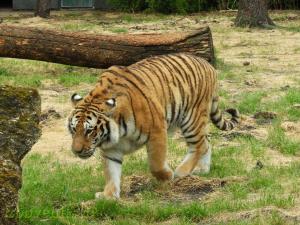 Tigre