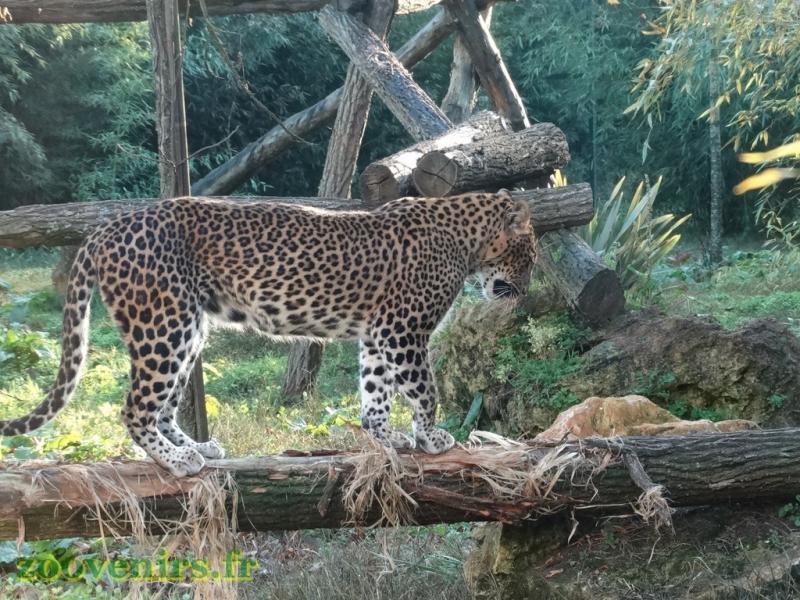 Panthère du Sri Lanka