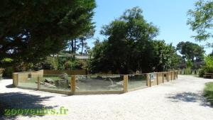 Loutre d'Asie