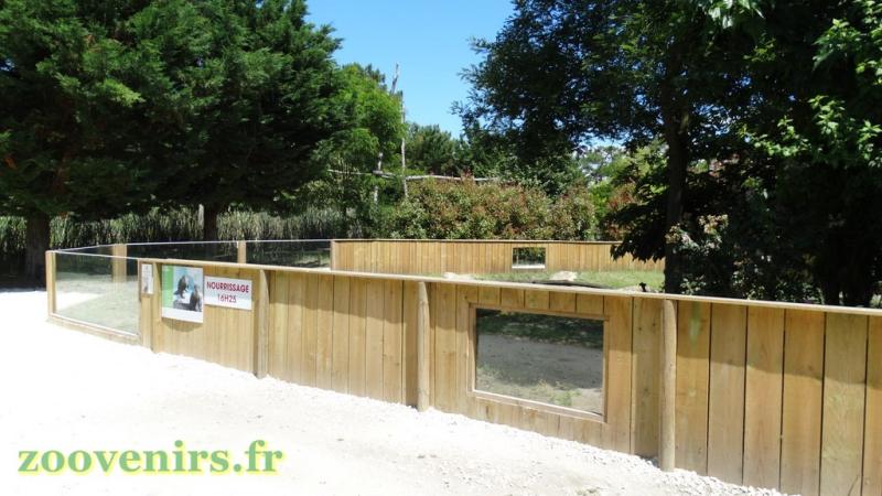 Loutre d'Asie