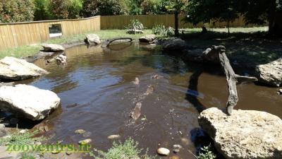 Loutre d'Asie - 2017