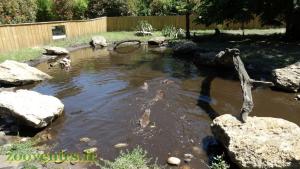 Loutre d'Asie