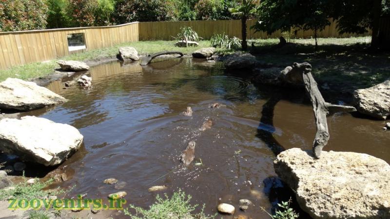 Loutre d'Asie