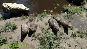 Loutre d'Asie