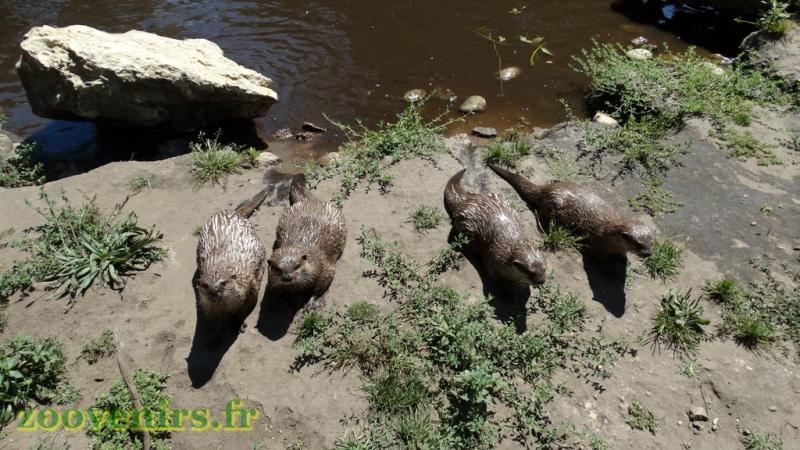 Loutre d'Asie
