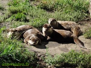 Loutre d'Asie