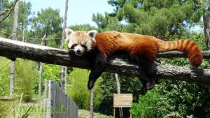 Panda roux