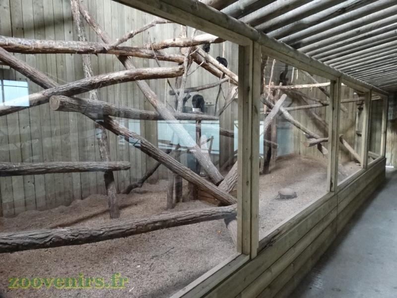 Paresseux - Tatou à 6 bandes - Saki - Tamarin de Goeldii