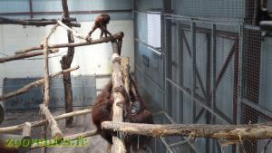 Orang-outang de Bornéo