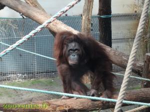 Orang-outang de Bornéo