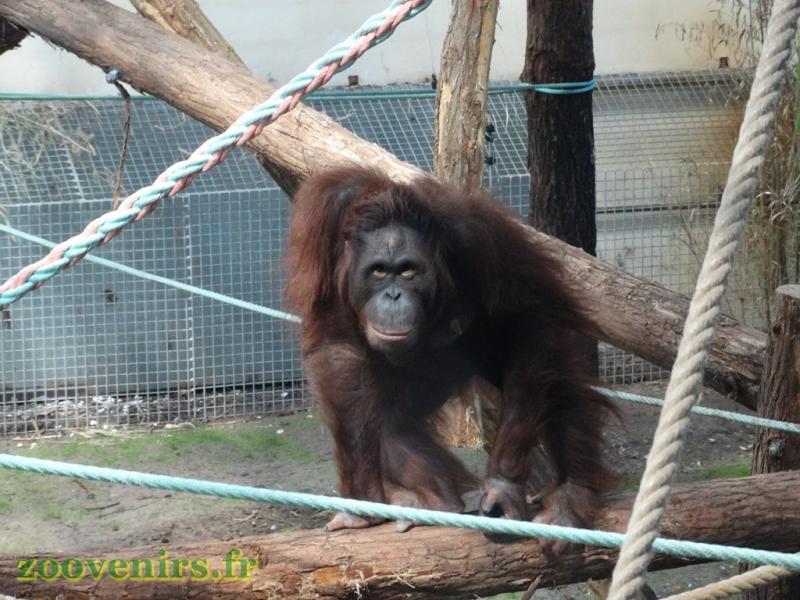Orang-outang de Bornéo