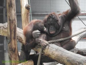 Orang-outang de Bornéo